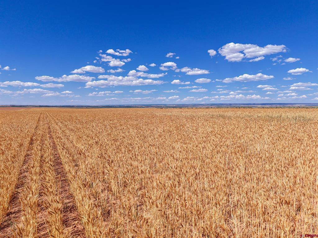 3995 County Road P Dove Creek, CO 81324