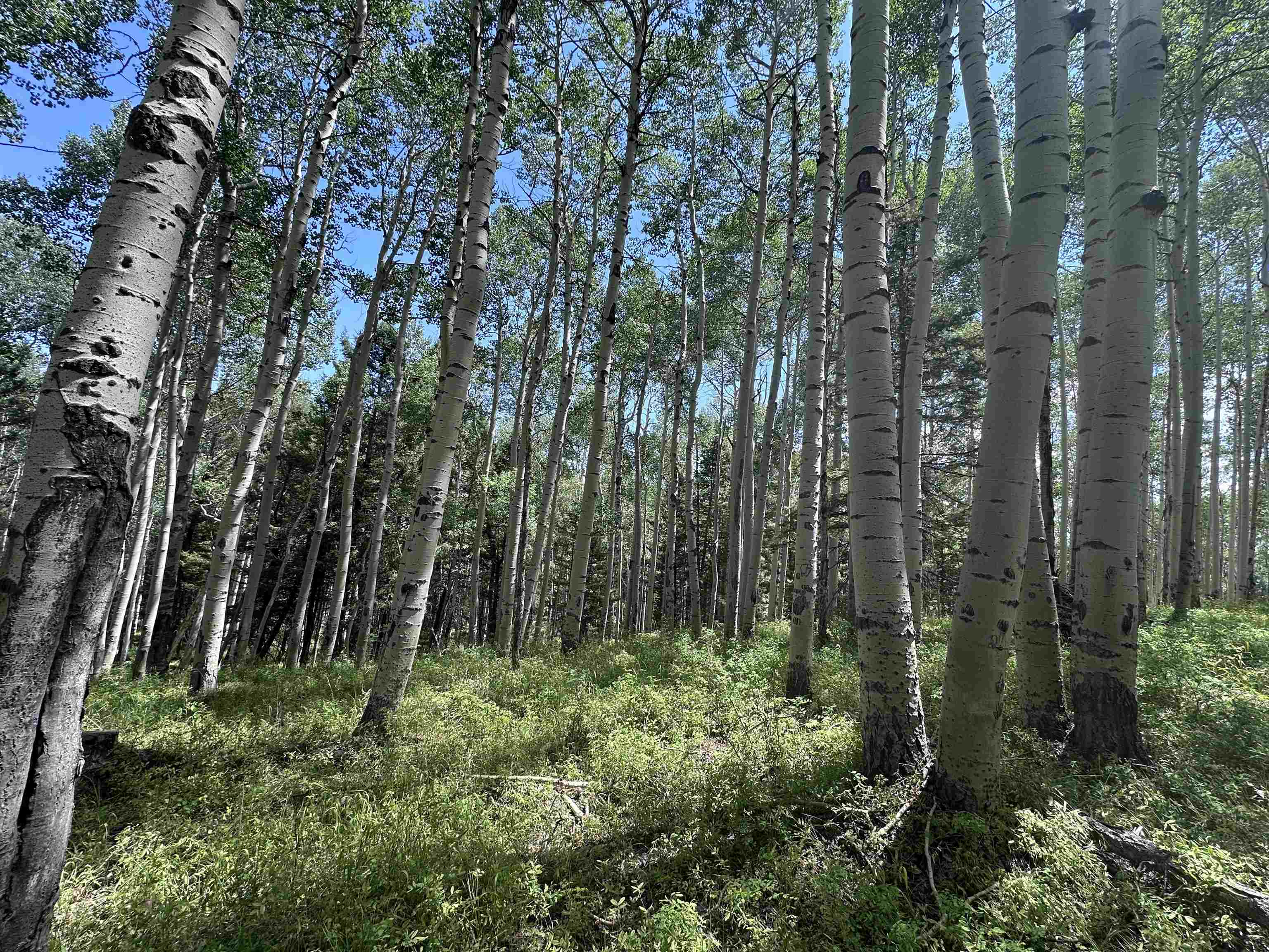 583 Crest Drive Cimarron, CO 81220
